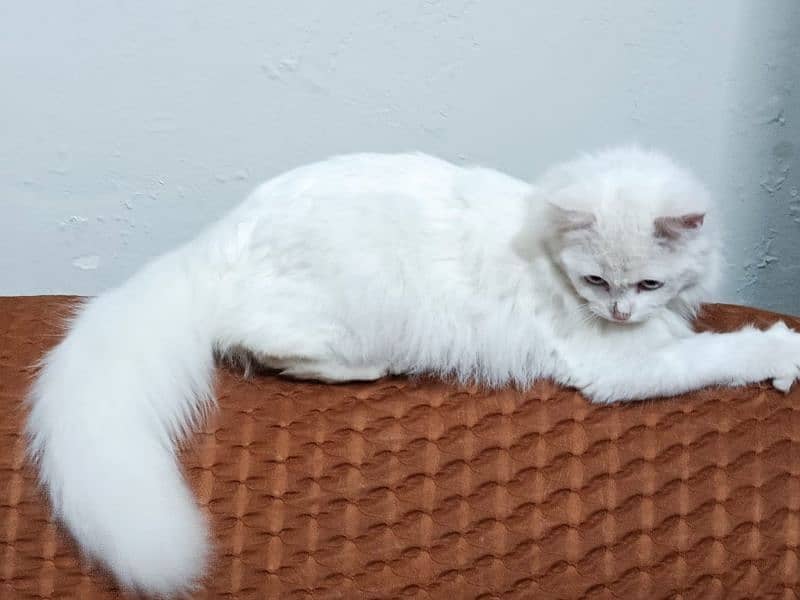 persion cat white 1