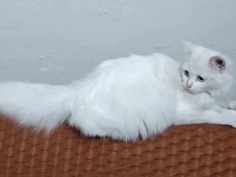 persion cat white 2