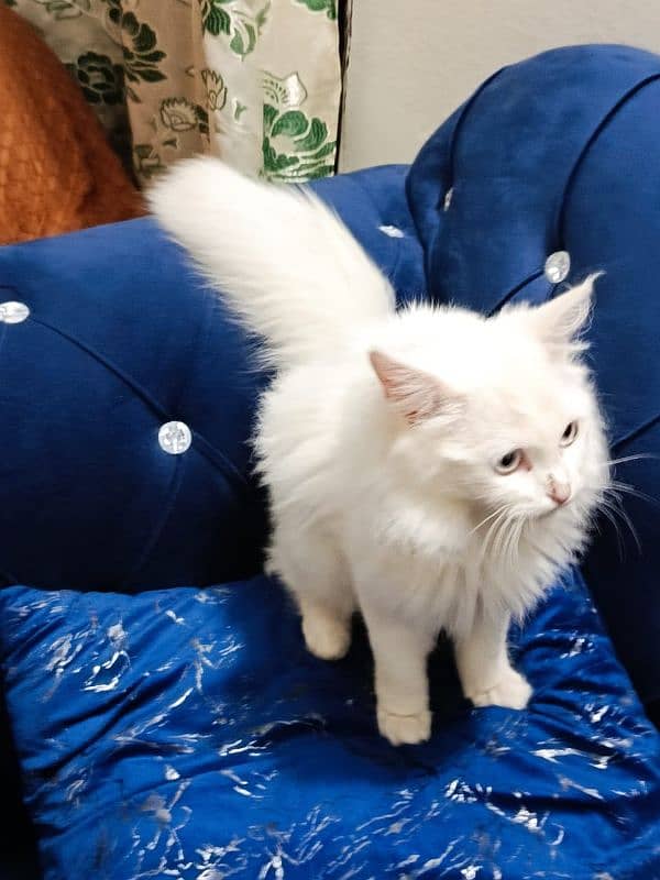 persion cat white 4