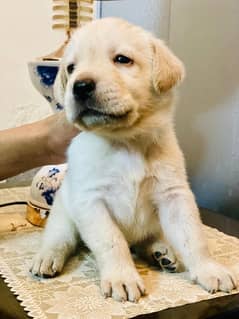 male British Labrador  for sale