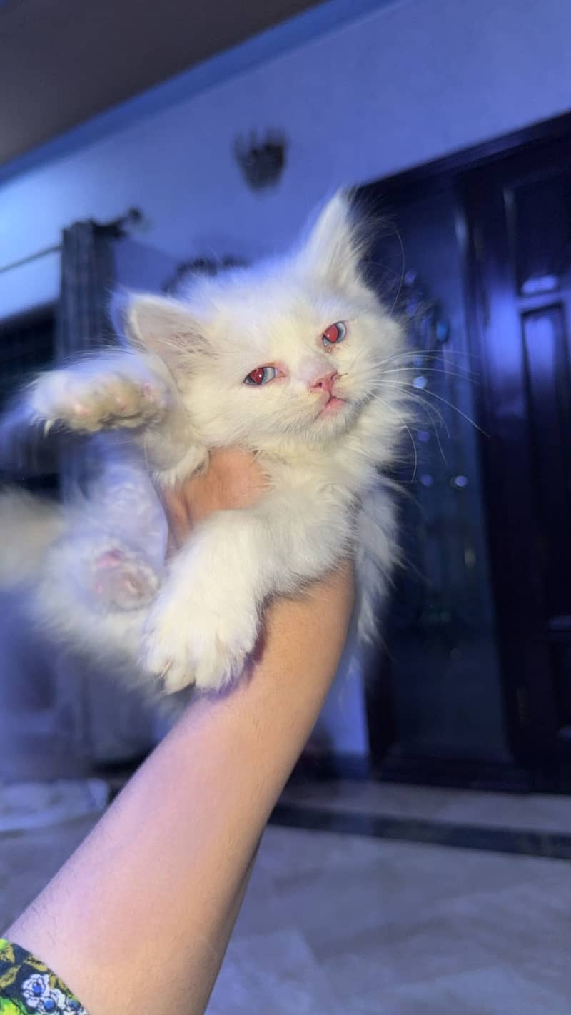 This high quality little fluffball is looking for a forever home! 2