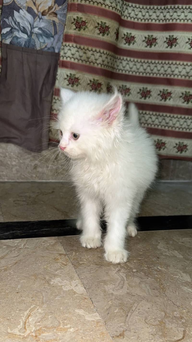 This high quality little fluffball is looking for a forever home! 3