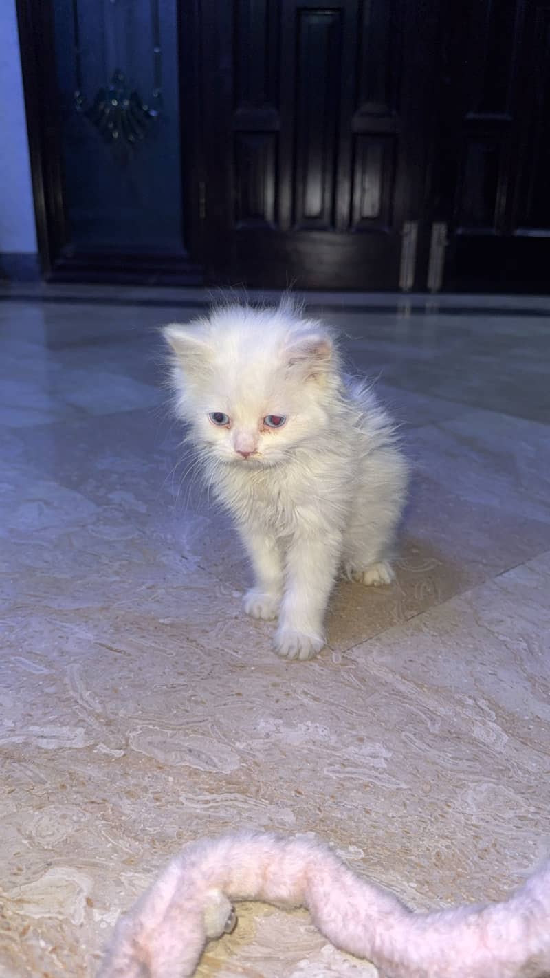 This high quality little fluffball is looking for a forever home! 4