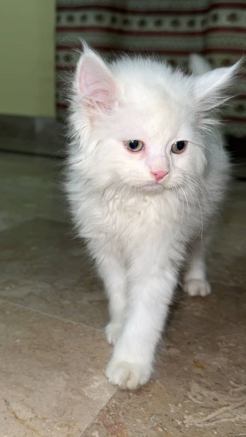 This high quality little fluffball is looking for a forever home! 5