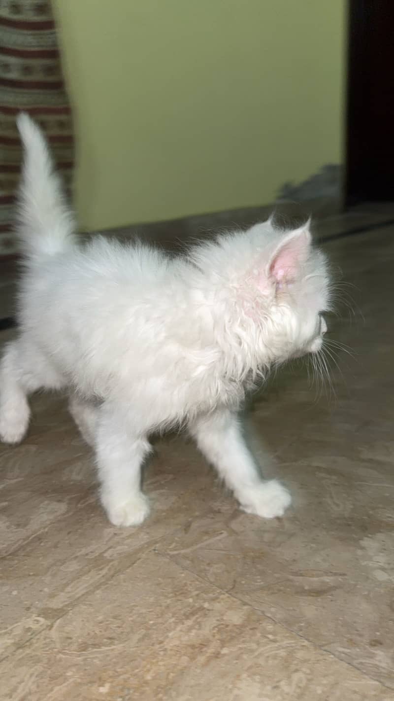 This high quality little fluffball is looking for a forever home! 6