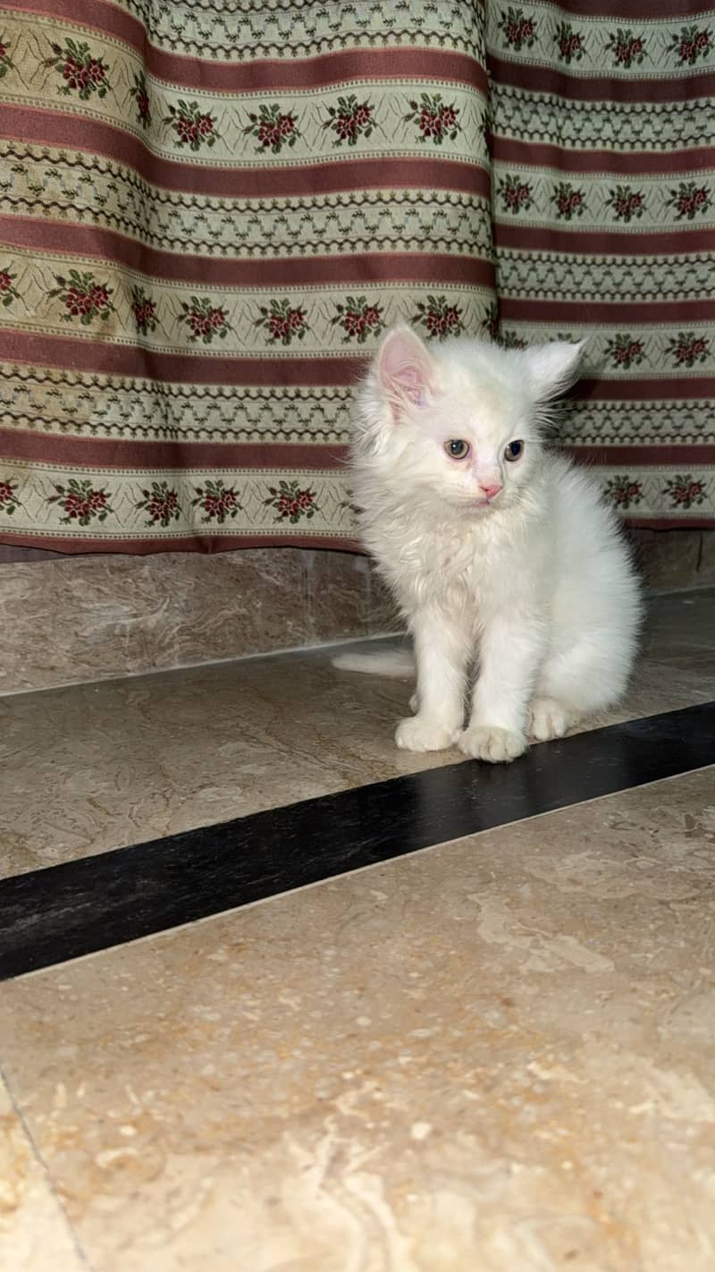 This high quality little fluffball is looking for a forever home! 7