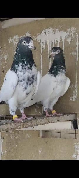 teddy young breeder pair 0