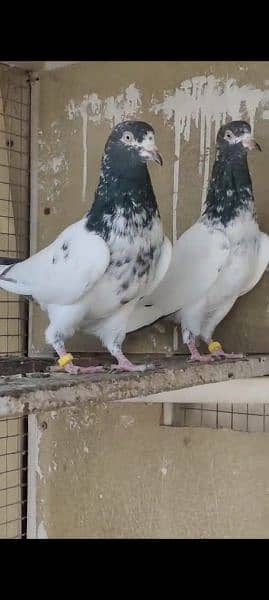 teddy young breeder pair 1