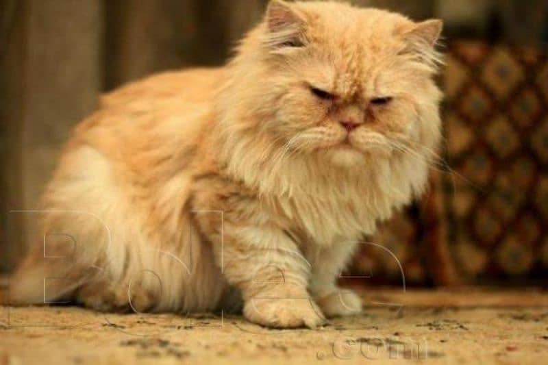 peki face punch face golden male persian 0