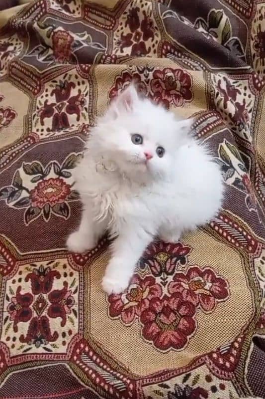 triple coated Persian kittens punch face 0