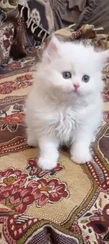 triple coated Persian kittens punch face 1