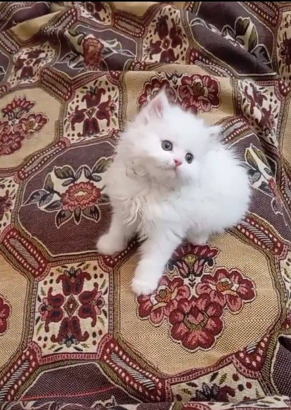 triple coated Persian kittens punch face 2