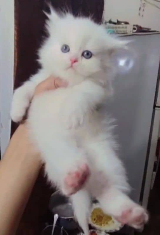 triple coated Persian kittens punch face 4