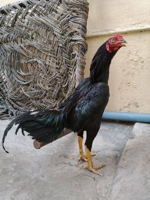 Aseel Rata Mushka, 7 months old 1