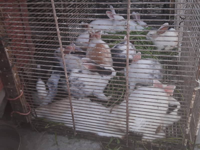 babaies rabbit 0