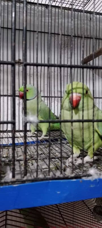 1 breeding pair ha methu beta Bolta ha 03120388300 2