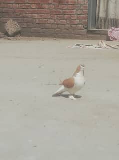 Lahori