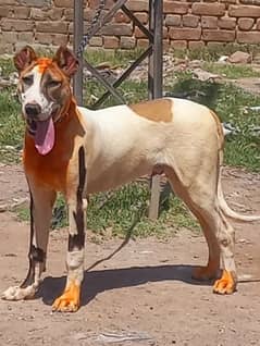 pure khalis desi bully male 5 month dubble body health and active