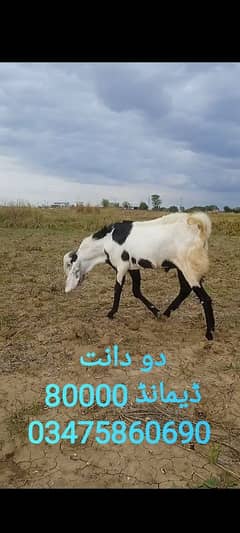بکرے