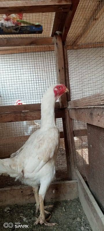 higher quality white Shamu chick's available 4