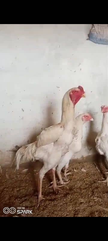 higher quality white Shamu chick's available 5