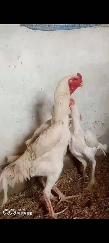higher quality white Shamu chick's available 6