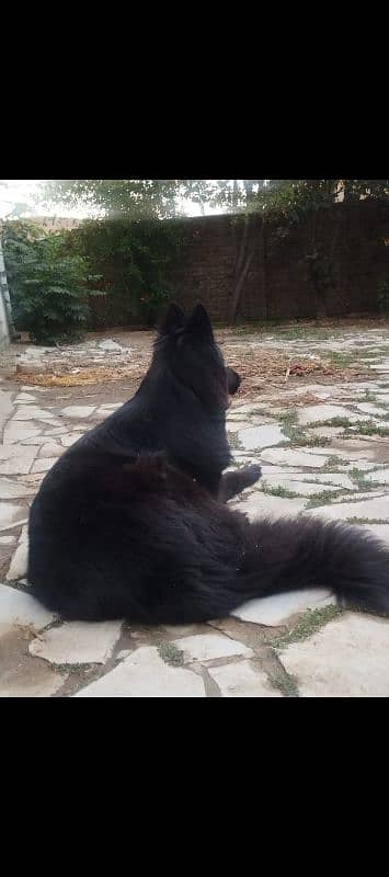 jerman shaperad puppy available 0