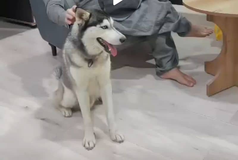 Siberian Huskey Male available vaccinated age around 1 year 0
