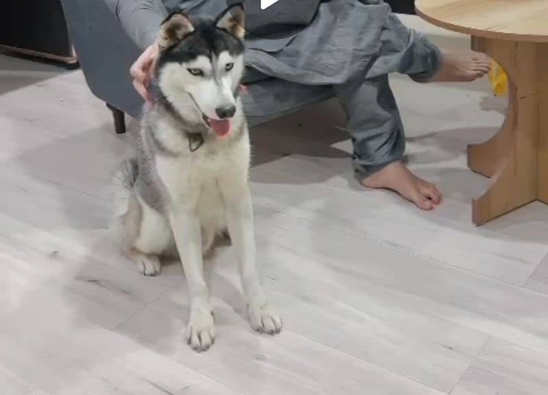 Siberian Huskey Male available vaccinated age around 1 year 1
