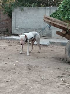 dog