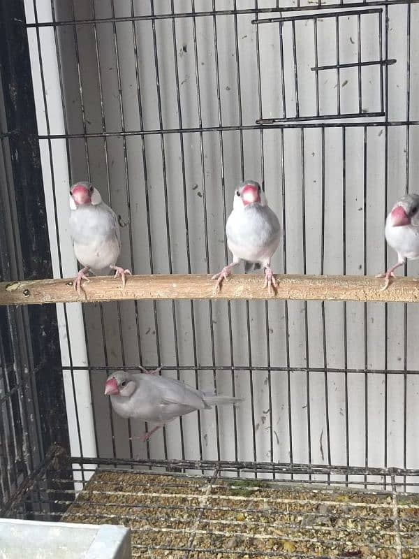 10 fawn java breeder pair 0
