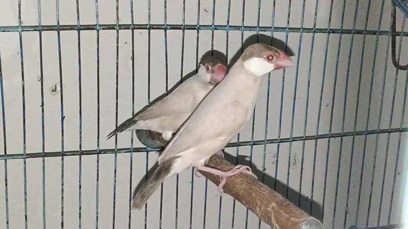 10 fawn java breeder pair 2