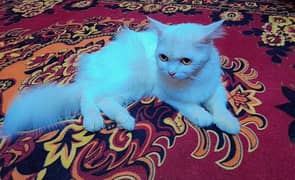 for sale