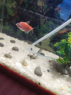 tetra fish plati fish molly fish grami fish