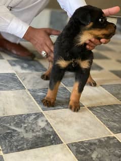 rottweiler
