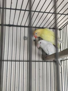 Lovebirds