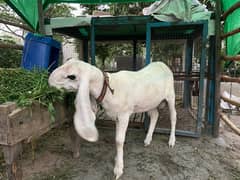 chatra/sheep/bakra/kajla