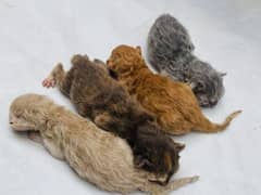 new born triple coated Russian cats