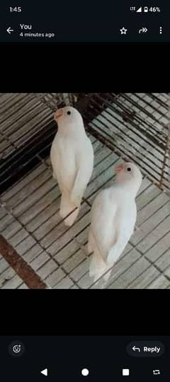 albino black eye