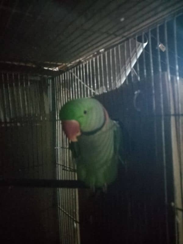 raw parrot pair sale 0