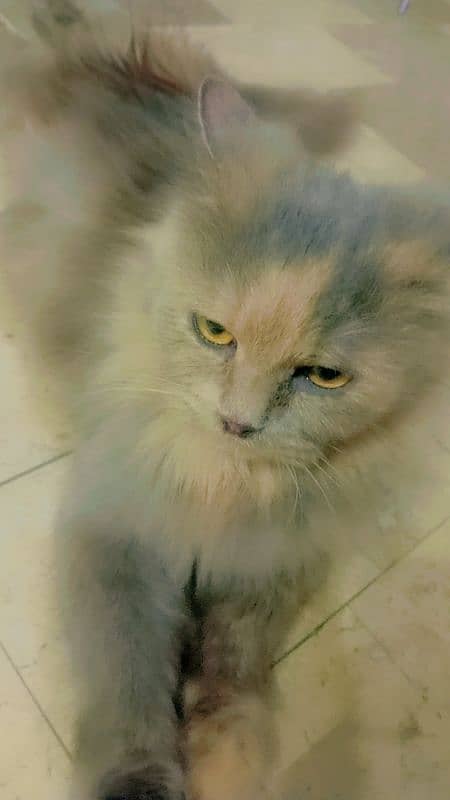 persian cat | double coat | age 2 years 1
