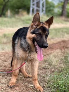 Gsd