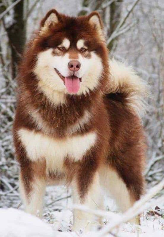 Husky Alaskan malamute stud 0