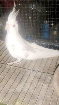 fellow cocktail breedr pair