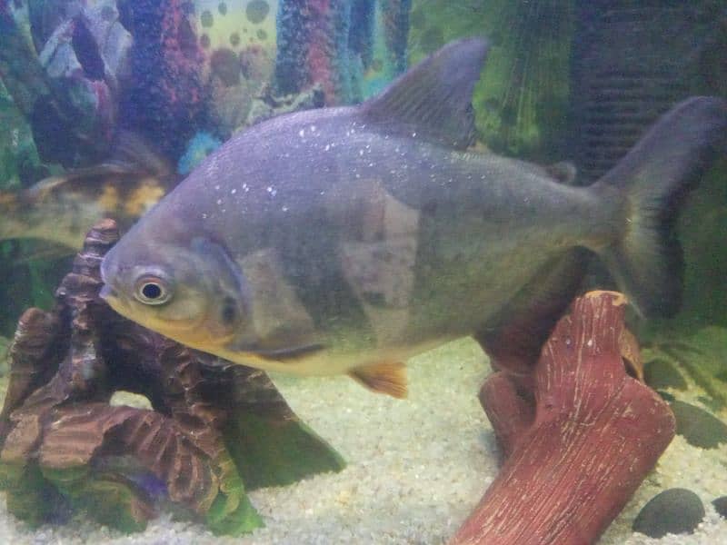 Mostr Fish  Pakku pair Sale 0