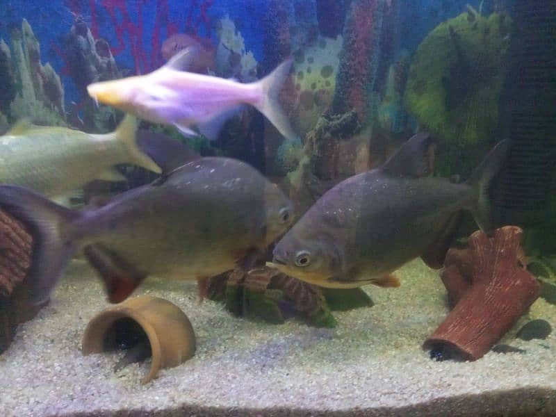 Mostr Fish  Pakku pair Sale 2