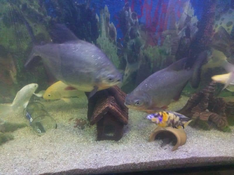 Mostr Fish  Pakku pair Sale 3