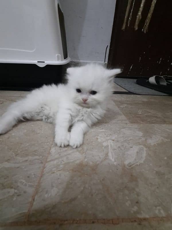 Persian Kittens Punch face  03102044458 8