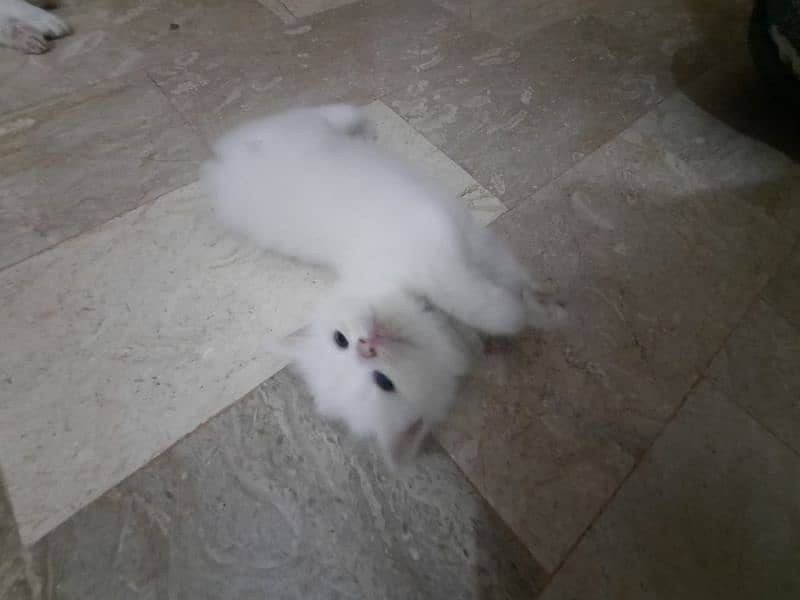Persian Kittens Punch face  03102044458 11