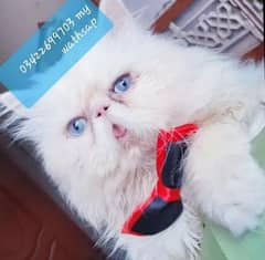 CFA bloodline imported peki white blue eyes stud male